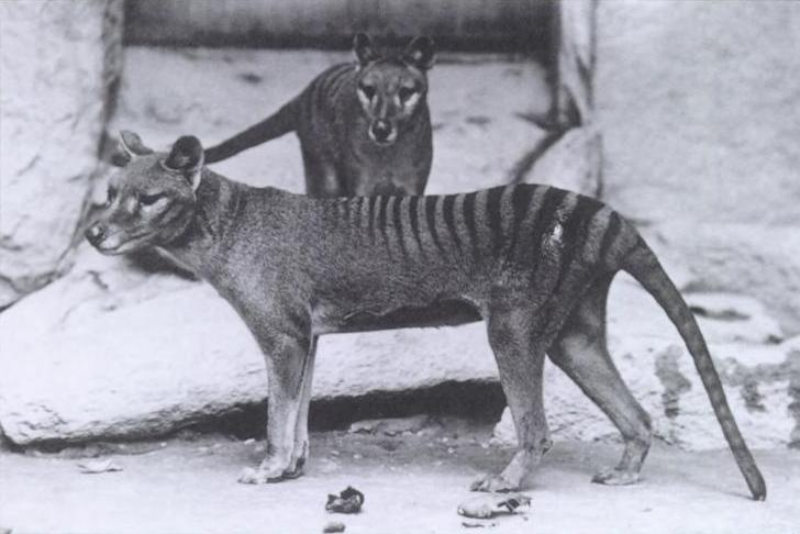 Wilkowory tasmańskie w waszyngtońskim zoo (ok. 1904 rok) 