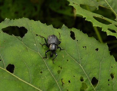 Miniatura: Nicienie na opuchlaki nie działają?...