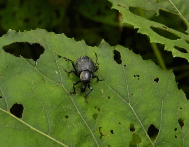 Miniatura: Nicienie na opuchlaki nie działają?...