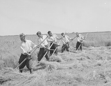 Miniatura: QUIZ. Co wiesz o życiu na wsi? Mieszczuchy...