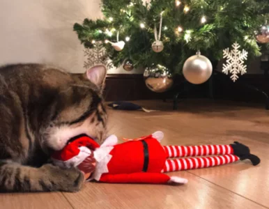 Miniatura: Psy czy koty? Te zdjęcia dają jednoznaczne...