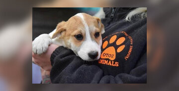 Przez ostatnich pięć lat OTOZ Animals uratował ponad 39 tysięcy zwierząt.