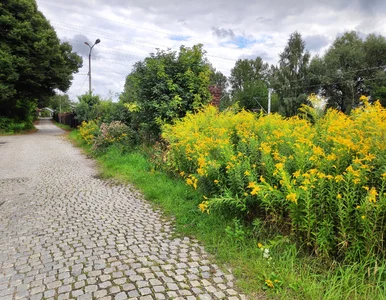 Miniatura: Stosuję raz na 2 tygodnie – rośliny są...