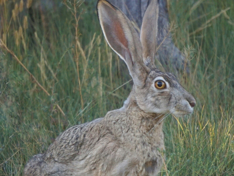 Zające, lisy i&nbsp;szopy niszczą Tw&oacute;j ogr&oacute;d? Pozbądź się intruz&oacute;w w&nbsp;7 dni