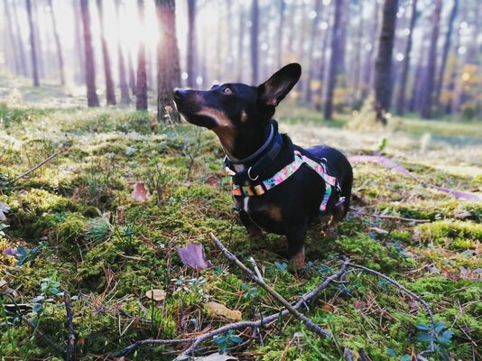 Miniatura: Dzień Psa we Wprost. Zobaczcie naszych...