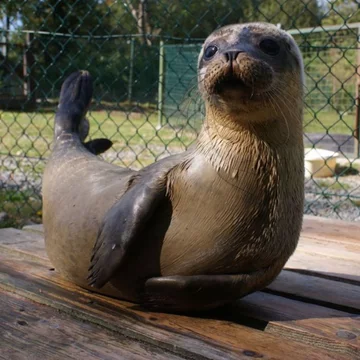 Foka uratowana przez organizację Seal Rescue Ireland 