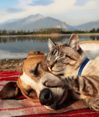 Miniatura: Niezwykła przyjaźń połączyła psa i kota....