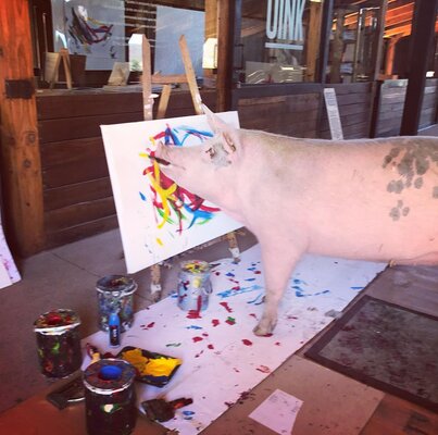 Miniatura: Poznajcie Pigcasso!