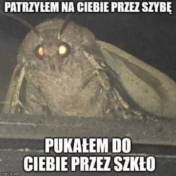 Mem z ćmą 