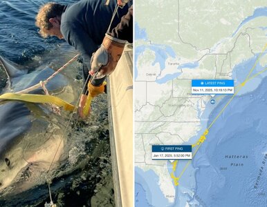 Miniatura: Gigantyczny rekin ponownie blisko...