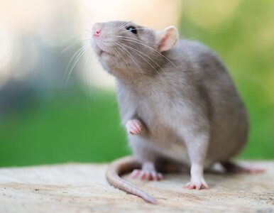 Miniatura: Szczurza gorączka – przebieg choroby i...