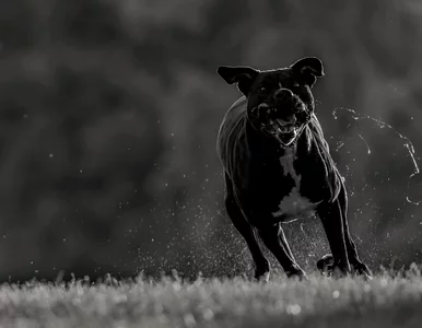 Miniatura: Wstrząsający finał grzybobrania. 46-latek...