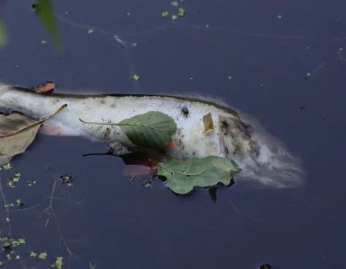 Miniatura: Dramatyczna sytuacja w Kanale Gliwickim....