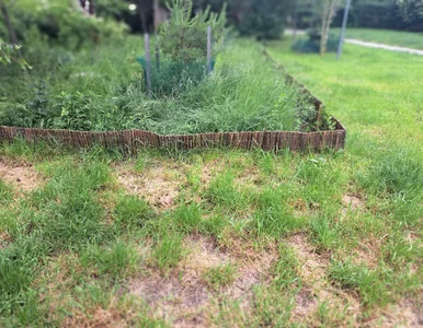 Miniatura: Twój trawnik przypomina wyschniętą łąkę?...
