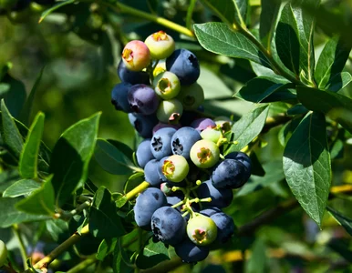 Miniatura: Kopczykujesz borówkę na zimę? Ten prosty...