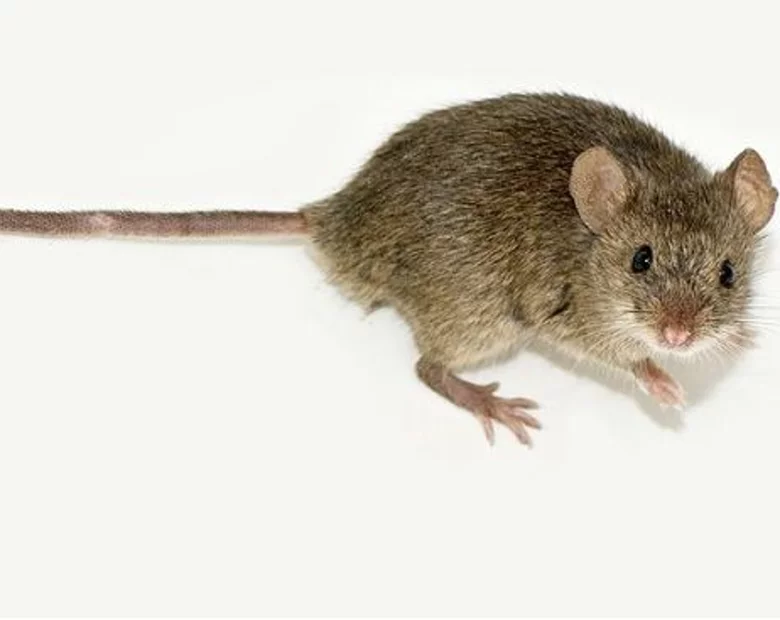 Miniatura: Potężnego boeinga powstrzymała... mysz