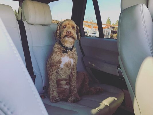 Miniatura: Pies modelki Victoria’s Secret robi furorę...