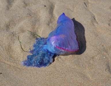 Miniatura: Jadowite stworzenia na plażach w Europie....