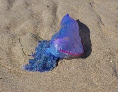 Miniatura: Jadowite stworzenia na plażach w Europie....