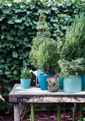 Bluszcz i&nbsp;thuja