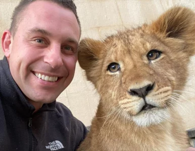 Miniatura: Robi sobie selfie z żyrafami i lwami....