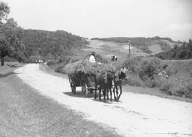 Miniatura: Ile wiesz o życiu na wsi? Spróbuj przebić...
