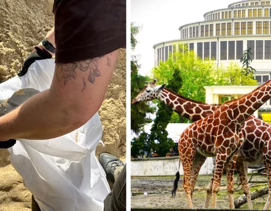 Miniatura: ZOO nie zawiodło się na mieszkańcach...