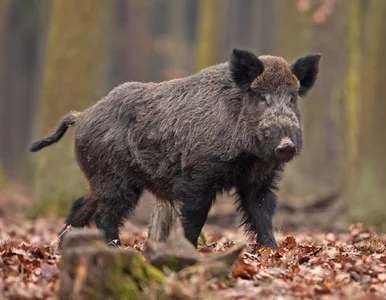 Miniatura: Tragedia w Legnicy. Dzik zaatakował...