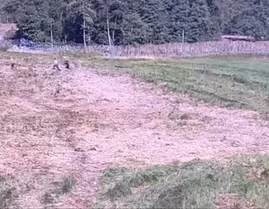 Miniatura: Tak wygląda taktyka migrantów przy granicy...