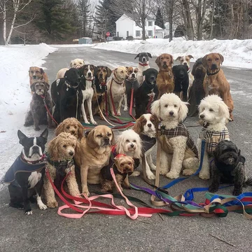 Saratoga Dog Walkers opiekują się psami 