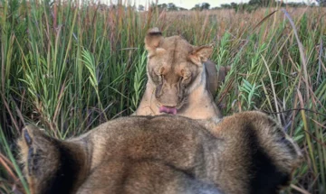 Rezerwat przyrody w RPA 