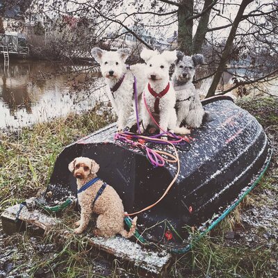 Miniatura: Psy rasy pumi bawią swoim wyglądem....