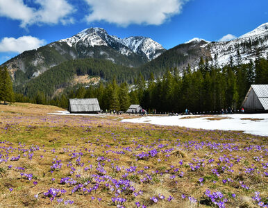 Wiosna w Tatrach odwołana. Krokusy w Dolinie Chochołowskiej zniknęły
