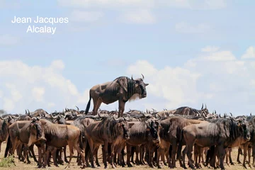 Finaliści konkursu Comedy Wildlife Photography Awards 