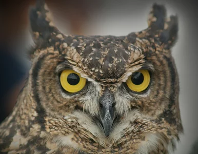 Miniatura: Quiz wiedzy dla wszechwiedzących. Jesteś...