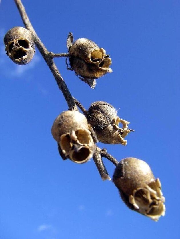 Dziwna roślina czy czaszki? 