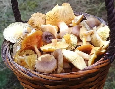 Miniatura: Grzybobranie w przerwie świątecznej. Łupem...