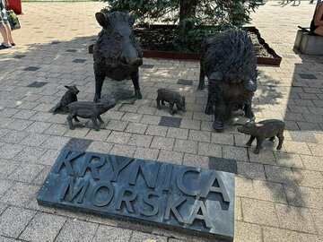 Dziki w&nbsp;Krynicy Morskiej