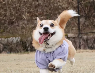 Miniatura: Mimika tego psa bawi do łez. Corgi jest...