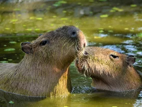 Miniatura: QUIZ. Dopasujesz kontynent do zwierzęcia?...