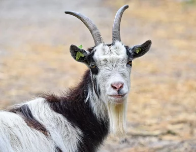 Miniatura: Rosjanie zaminowali teren w ramach...