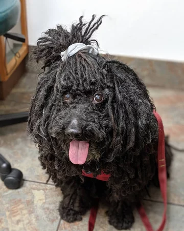 Napoleon, przedstawiciel rasy puli 