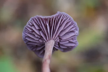 Amethyst Deceiver (Laccaria amethystina) 