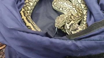 Wąż złapany przez pracowników firmy Brisbane Snake Catchers 