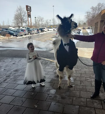 Lama, którą Mendl Weinstock przyprowadził na ślub siostry Mendl Weinstock