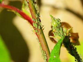 Miniatura: Mszyce atakują? Łyżka ostrej przyprawy...