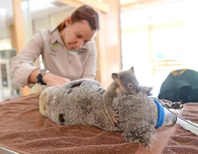 Miniatura: Mały koala przytulał mamę podczas...