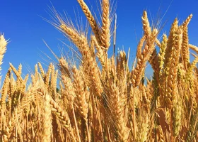 Miniatura: Łatwy quiz z wiedzy ogólnej. Sprawdź, ile...