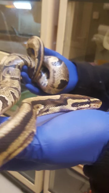 Wąż znaleziony w mieszkaniu w Warszawie 