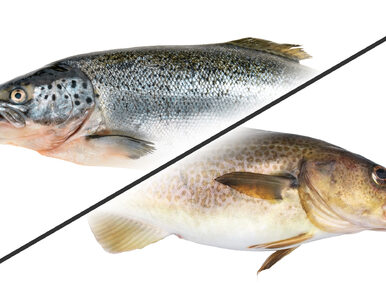 Miniatura: Dorsz czy łosoś? Która ryba ma mniej kalorii?